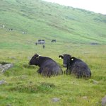 王ヶ頭ホテル - 放牧されてる牛さん。２頭で仲良し♪