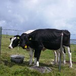 王ヶ頭ホテル - 放牧されている牛さん。人懐っこいです。もも子と花子って名札が付いてました。o(^o^)o 