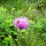 王ヶ頭ホテル - ノアザミ