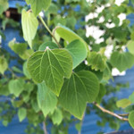 そば舎 あお - 葉が開いた