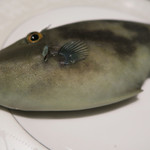 RISTORANTE Baci - 活けカワハギです