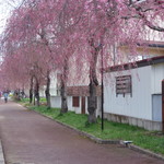 満古登食堂 - 日中のしだれ桜～は3分咲きでした