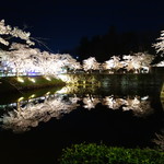 本丸茶屋 - 北出丸の夜桜