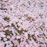 祇園きなな - 龍安寺 桜の絨毯