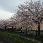Leger - お店の前の兵衛川のほとりの桜の様子