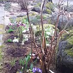 K.Cダイニング - 野鳥が石の下に隠れてました♪