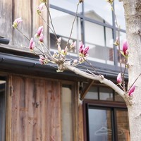 ラ・ランコントル - 木蓮の花の後ろが入口