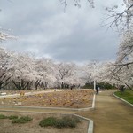 だんごと煎餅の店　みよまつ - 