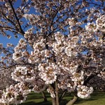 Pankouboutamairoha - 狭山公園の桜1