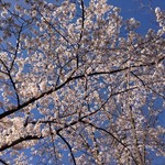 パン工房　たまいろは - 狭山公園の桜2