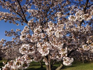 Pan Koubou Tamairoha - 狭山公園の桜1