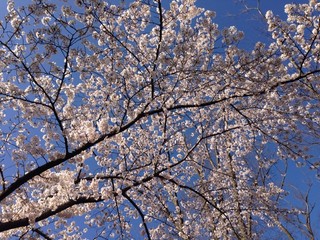 Pan Koubou Tamairoha - 狭山公園の桜2