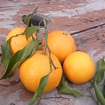 宮前 - みかん　外待合いスペース