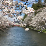 cafe蓮櫻 - お堀端の満開の桜