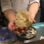 クロモリ - 魚の浮き袋