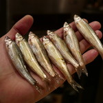 ぎをん 遠藤 - 琵琶湖本もろこ