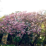 Hirasawa Kamaboko - 福禄寿は1本の木が枝を広げています