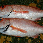 ふる里 - 日によっては(のどぐろ)などの高級魚も安価で！