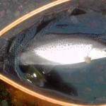 トンカツ 浅井 - ブラウントラウト