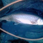 トンカツ 浅井 - レイクトラウト