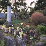 焼き鳥　柳屋 - 