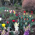 焼き鳥　柳屋 - 