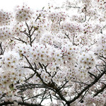 シエロイリオ - 見上げれば桜