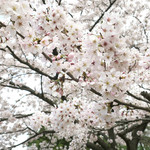 シエロイリオ - 桜のアップ