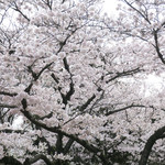 シエロイリオ - ソメイヨシノが満開です