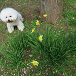 シエロイリオ - 駐車場で咲いていた水仙