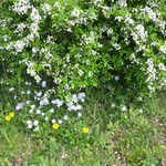 シエロイリオ - 川沿いの小径（２）