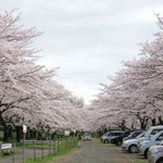 シエロイリオ - 臨時駐車場は桜のトンネル