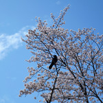 シエロイリオ - カラスもお花見