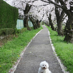 シエロイリオ - 川沿いの小径（１）