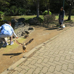 シエロイリオ - 人間にも犬にも慣れていて〜