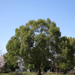 シエロイリオ - 公園に植えられた樟の木　