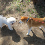 シエロイリオ - ローカル犬は柴犬のゴロ