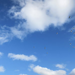 シエロイリオ - カモメがいっぱい！！