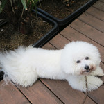 シエロイリオ - よく歩いたわね・・♡