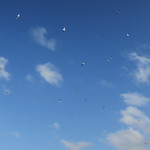 シエロイリオ - 飛行機も飛んできます