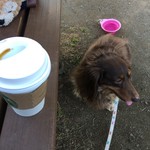 スターバックスコーヒー - 