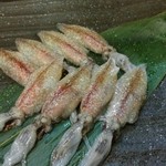 こなす - ホタルイカ