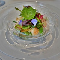 グリーチネ - イタヤガイと季節野菜のサラダ仕立て、カリフラワーのピューレと共に