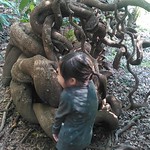 屋久島フルーツガーデン - ジャック娘と豆の木