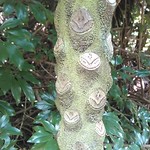 Yakushima Furutsu Gaden - ニコニコマークの木