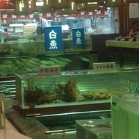 稚加榮 本店 - 高価な伊勢海老の生簀