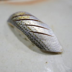 鮨匠 のむら - コハダ