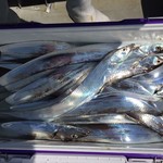 ダイニングヒロ - 太刀魚大漁！翌日叩き売りしました！