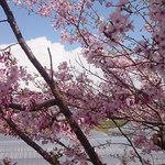 国八食堂 - 市内の桜(2017.5) 