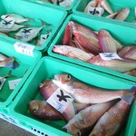 愛南 市場食堂 - 甘鯛